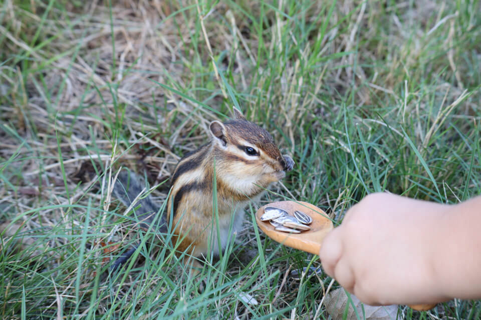 シマリス